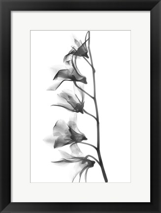 Framed Orchid Print