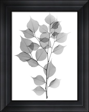 Framed Myrtle Tree L182 Print