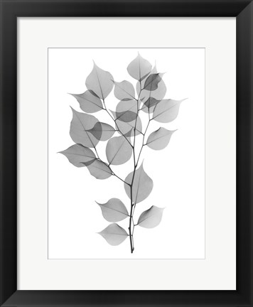 Framed Myrtle Tree L182 Print