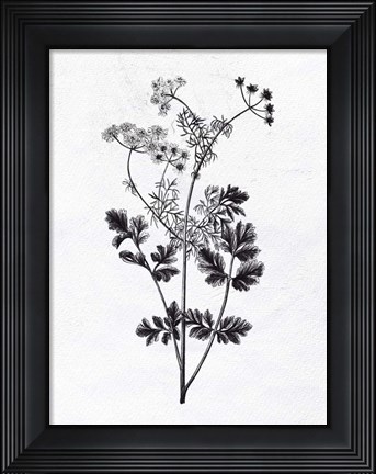 Framed Pressed Herbs 2 Print