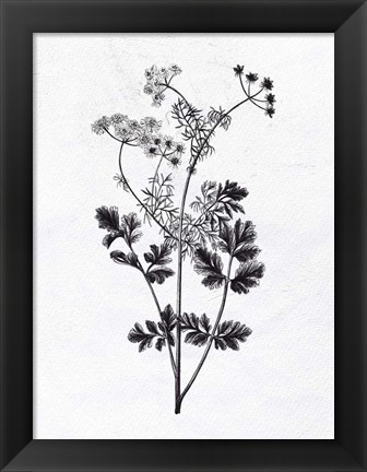 Framed Pressed Herbs 2 Print