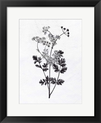 Framed Pressed Herbs 2 Print