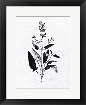 Framed Pressed Herbs 3 Print