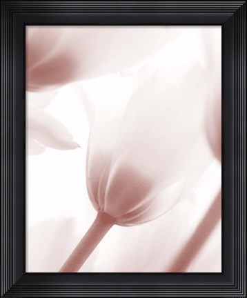 Framed Tulip 1 Print
