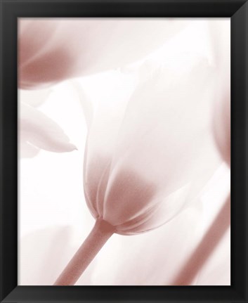 Framed Tulip 1 Print