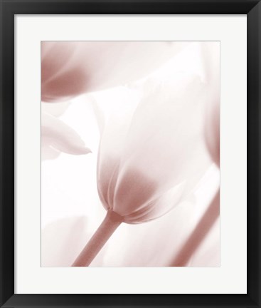 Framed Tulip 1 Print