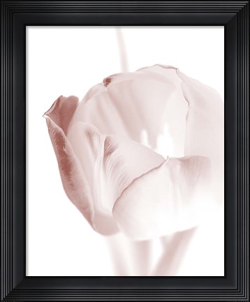 Framed Tulip 2 Print