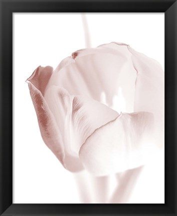 Framed Tulip 2 Print