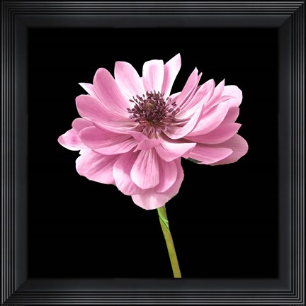 Framed He Heals Blossoms 2 Print