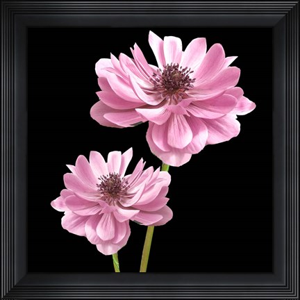 Framed He Heals Blossoms 3 Print