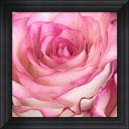 Framed Strength Rose 3 Print