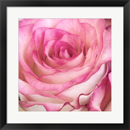 Framed Strength Rose 3 Print