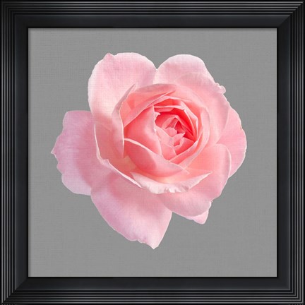 Framed Trust Rose 2 Print