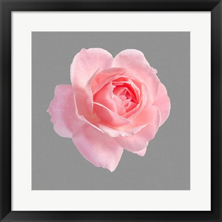 Framed Trust Rose 2 Print