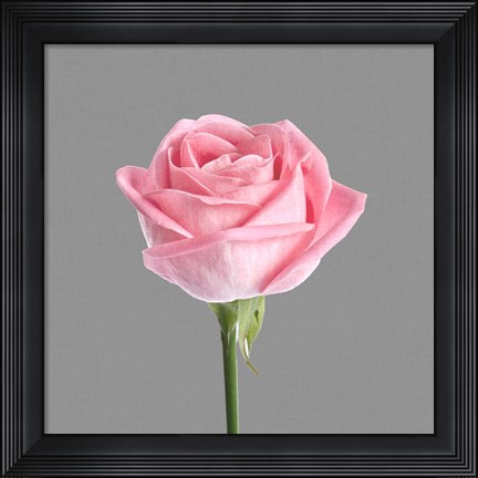 Framed Trust Rose 3 Print