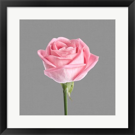 Framed Trust Rose 3 Print