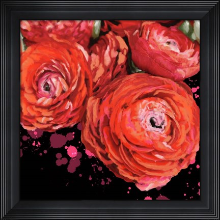 Framed Fiery Ranunculus Print