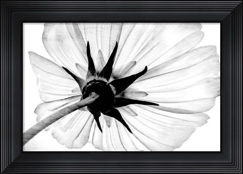 Framed Anemone Print