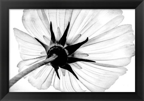 Framed Anemone Print