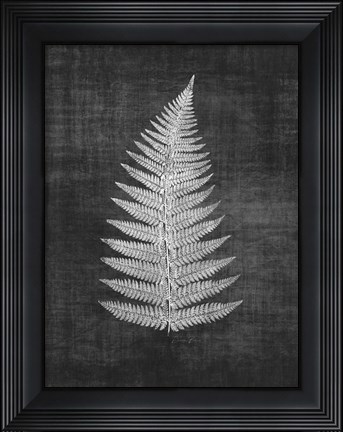 Framed Astor Fern 1 Print