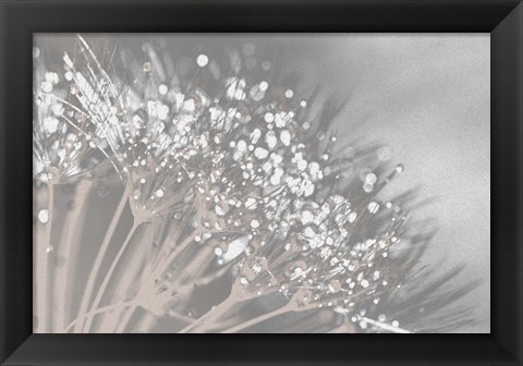 Framed Dandelion 2 Print