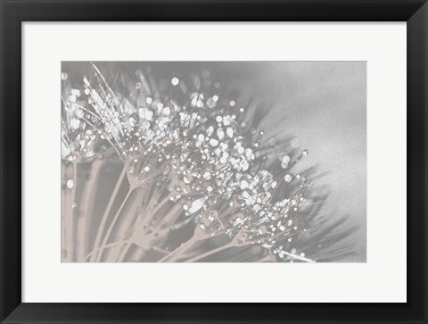 Framed Dandelion 2 Print