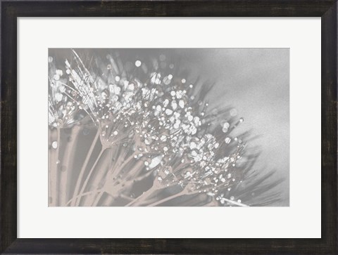 Framed Dandelion 2 Print