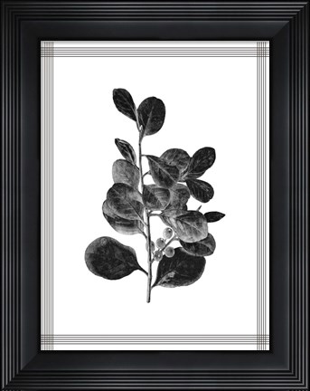 Framed Pressed 1 Print