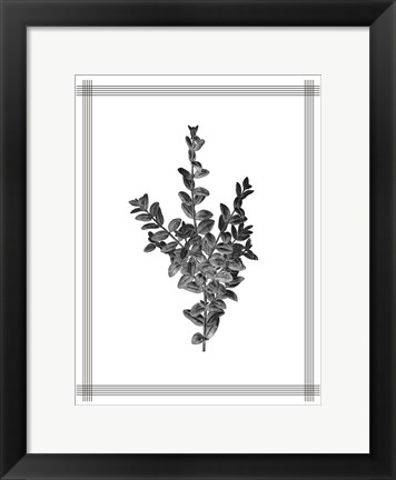 Framed Pressed 4 Print