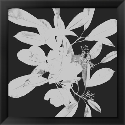 Framed Botanical Dark 1 Print