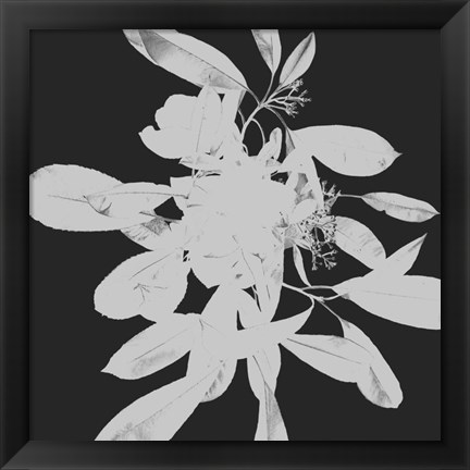 Framed Botanical Dark 2 Print