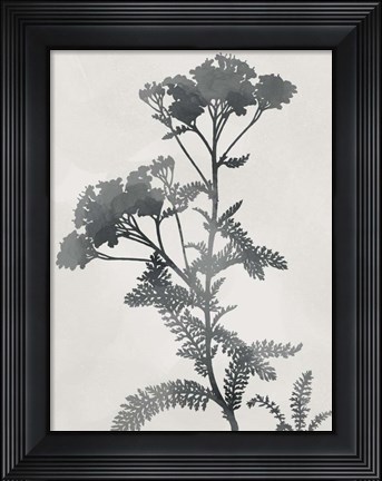 Framed Shadowed Botanical Print