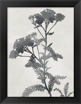 Framed Shadowed Botanical Print