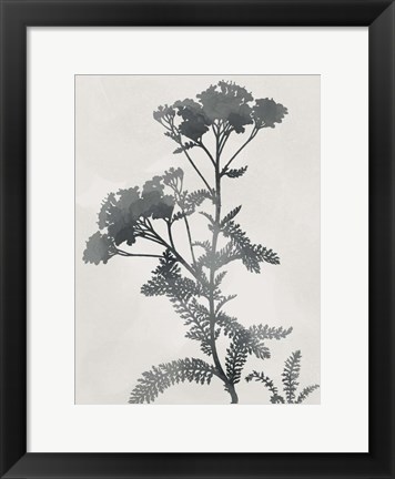 Framed Shadowed Botanical Print