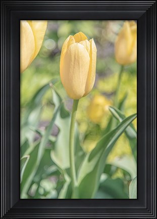 Framed Obsequious Traditions Print