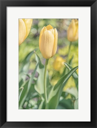Framed Obsequious Traditions Print