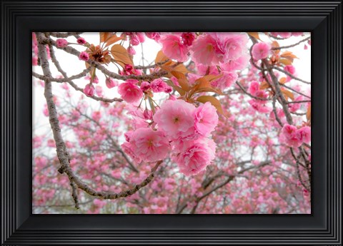 Framed Spiritual Switch 2 Print
