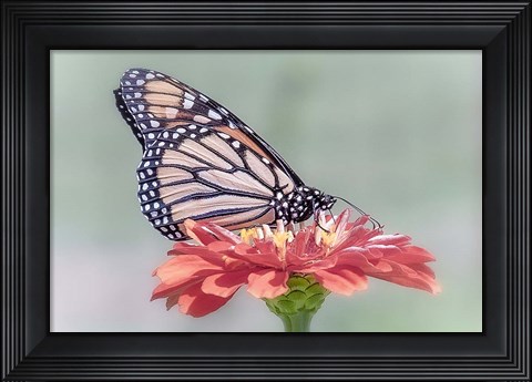 Framed Pristine Desire 1 Print
