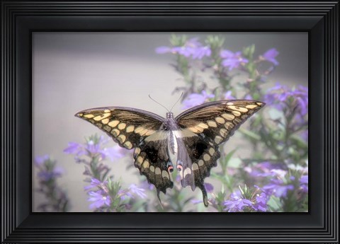 Framed Pristine Desire 2 Print