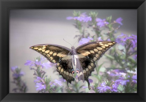Framed Pristine Desire 2 Print