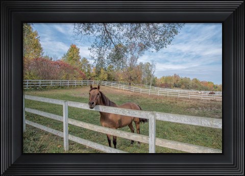 Framed Perseverance Of Amazement Print