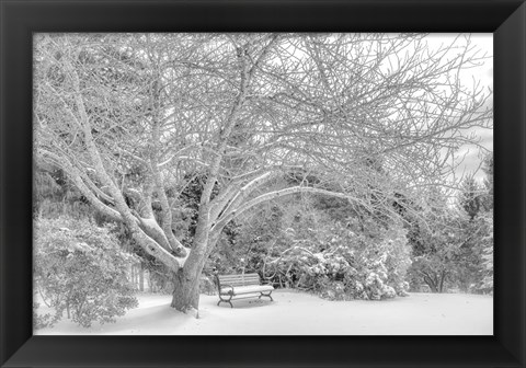 Framed Aboretum December 2 Print