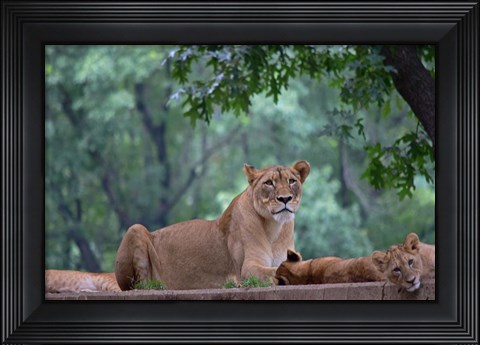 Framed Pride Of Purpose Print