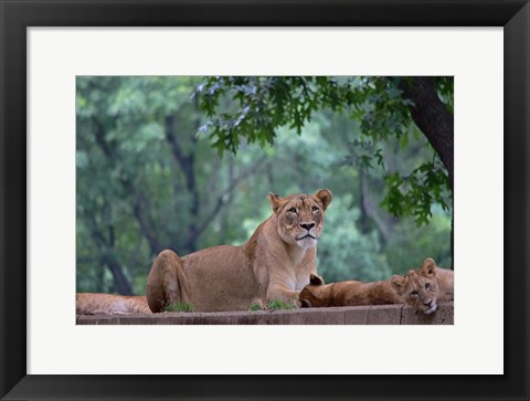 Framed Pride Of Purpose Print