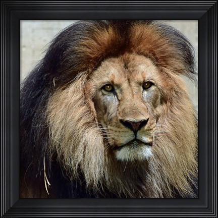 Framed Action of Clarity Print