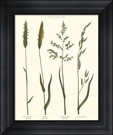Framed Herbal Botanical Study I Ivory Print
