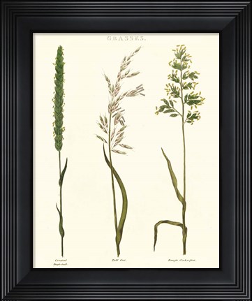 Framed Herbal Botanical Study II Ivory Print