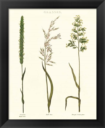 Framed Herbal Botanical Study II Ivory Print