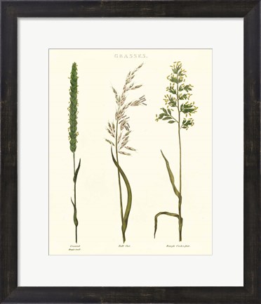 Framed Herbal Botanical Study II Ivory Print