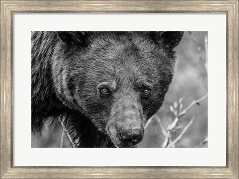 Framed Bear Portrait BW Print